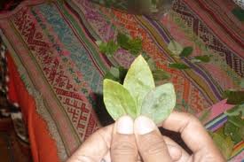 Coca K'intu, the sacred shape in which the leaves are 'offered' to the apus or mountain gods.